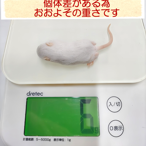 冷凍マウス 国産冷凍ファジーマウス(10匹入)の販売情報イメージ4